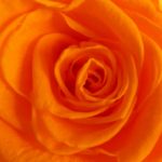 rose stabilisée orange